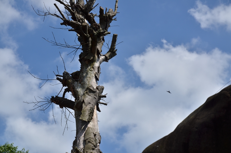 山顶枯枝，有一只乌鸦盘旋