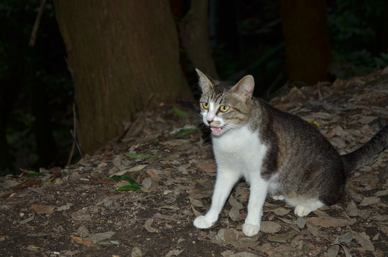 猫大好きフリスキー！